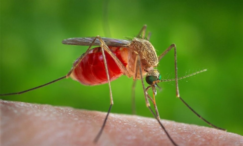 Heavy Rain And Increasing Temperatures Triggers Mosquito Control Activities