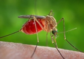 West Nile Virus Infection Detected In San Joaquin County Man