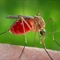 West Nile Virus Infection Detected In San Joaquin County Man