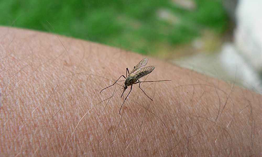 First Invasive Aedes Mosquitoes Discovered In San Joaquin County