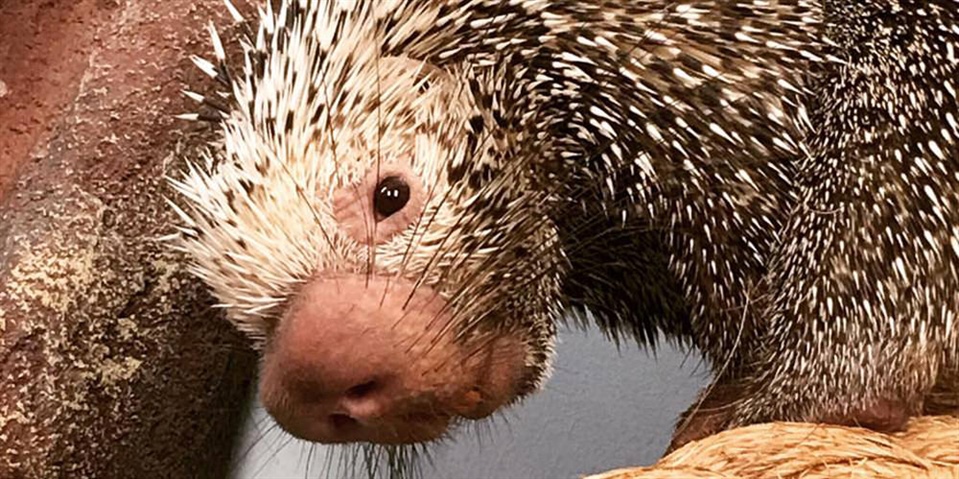 Micke Grove Zoo Introduce New Family Member, a male Prehensile-tailed Porcupine