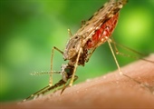 San Joaquin County Public Health Services Reports First Human West Nile Virus Illness of 2017
