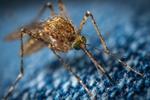 Three Separate Samples Of Mosquitoes Test West Nile Virus Positive in Stockton