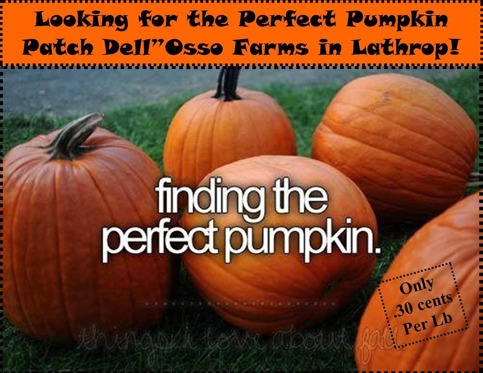 The Perfect Pumpkin Patch is only a few miles out of Stockton
