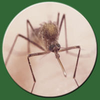 West Nile Virus Infection Detected in San Joaquin County